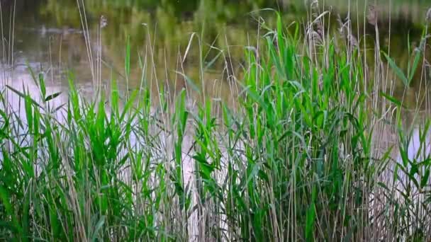 Caña cerca del lago o del río — Vídeos de Stock