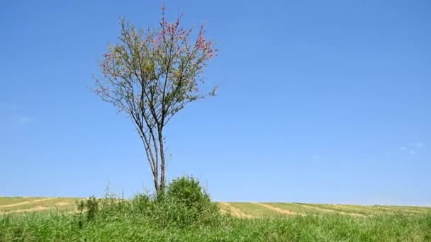 Single wild cherry plum tree grows in field — Stock Video