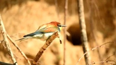 Egzotik renkli tropikal kuşlar bee-eaters çifti