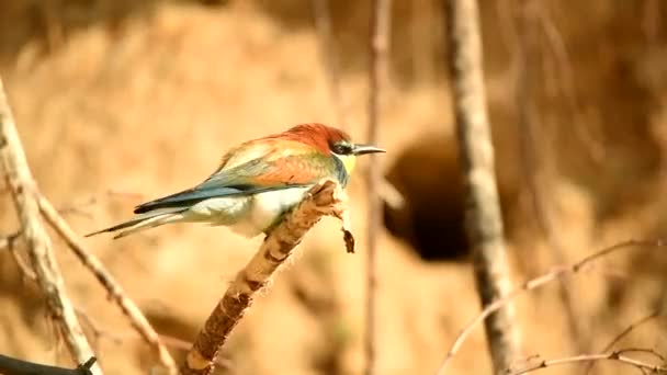 Pair of exotic colorful tropical birds bee-eaters — Stock Video
