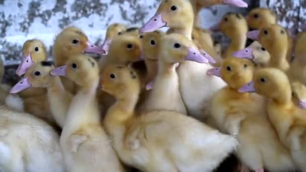 Cute ducklings rest on the ground — Stock Video