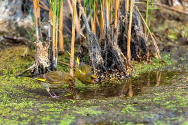 Avrupa kanarya veya chloris chloris içme