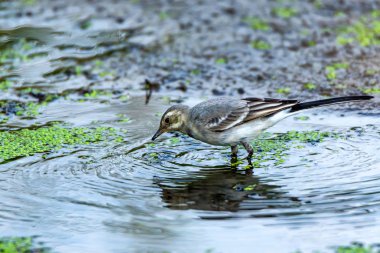 Genç beyaz kuyruklu veya nehirde Motacilla alba