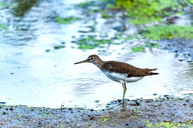 Güzel Yeşil Çulluk ya da Tringa Ochropus su kenarında yürüyor.