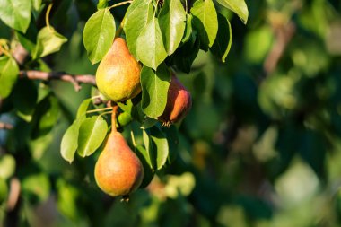 Meyve ile armut ağacının dalını kapatın