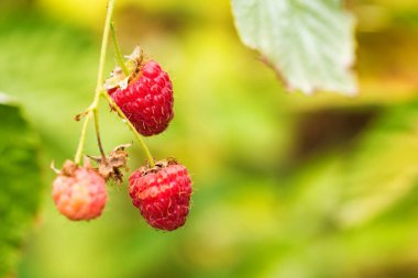 Organik Olgun kırmızı ahududu Bush kapatın