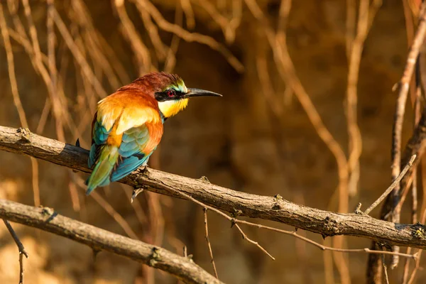 Exotische vogel bijeneter of Merops apiaster — Stockfoto