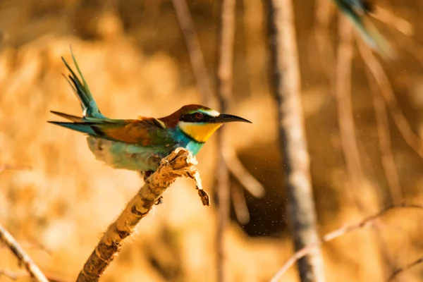 Egzotik kuş Avrupa arı kuşugiller veya arı kuşu apiaster — Stok fotoğraf