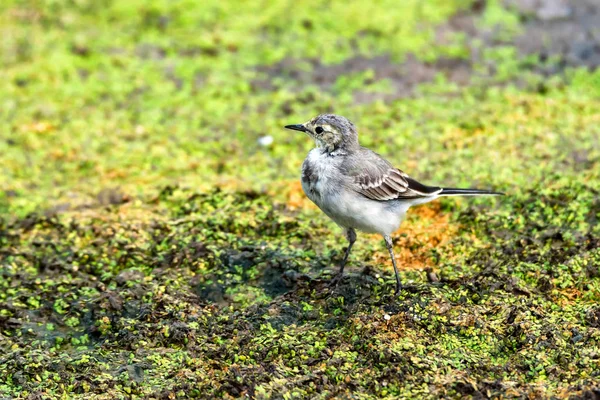 Juvenile white wagtail or Motacilla alba — Stock Photo, Image