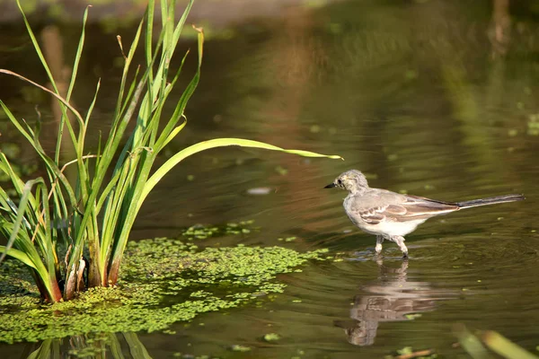 Juvenile white wagtail or Motacilla alba in river — Stock Photo, Image