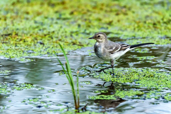 Juvenile white wagtail or Motacilla alba in river — Stock Photo, Image