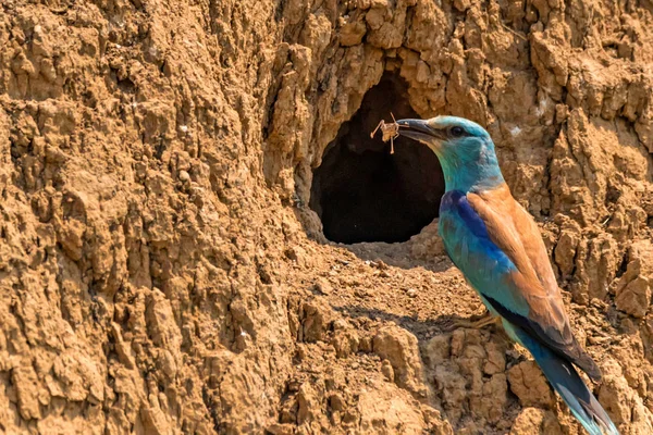 Europäische Walze oder Coracias garrulus mit Nahrung — Stockfoto