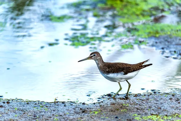 Bécasseau vert ou ochropus Tringa marche sur le lac — Photo