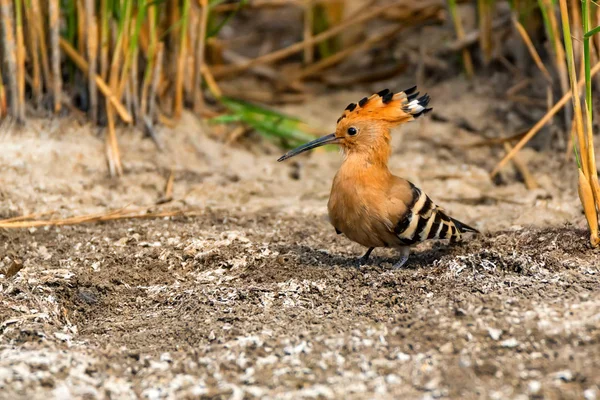 Gewöhnlicher Wiedehopf oder Upupa Epops in Steppennähe — Stockfoto