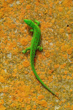 Turuncu taş zemin üzerine parlak yeşil kertenkele