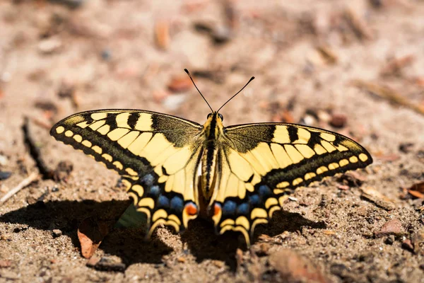 Farfalla coda di rondine o Papilio machaon chiudi — Foto Stock