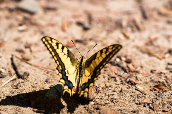 Farfalla coda di rondine o Papilio machaon chiudi — Foto Stock