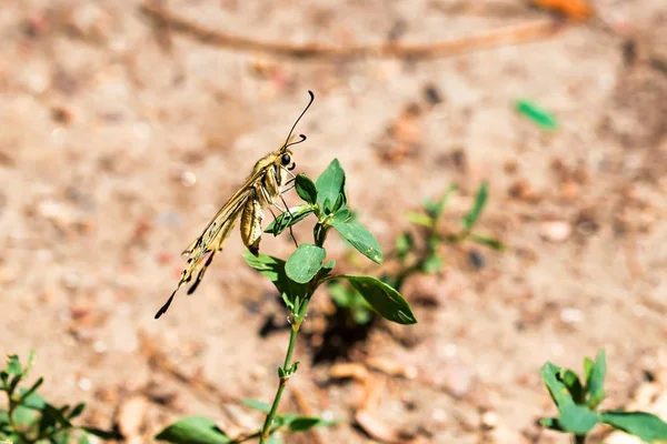 凤蝶蝴蝶或凤蝶 machaon 关闭 — 图库照片