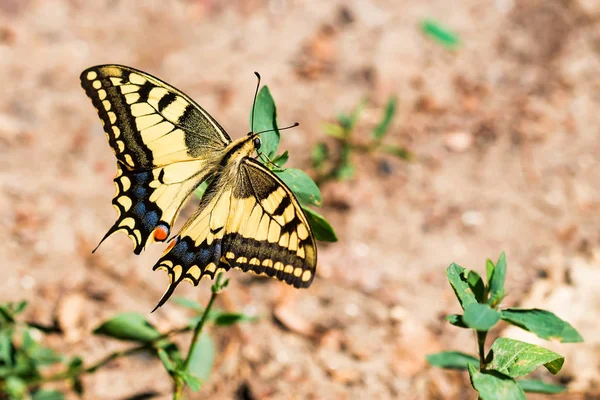 Swallowtail papillon ou papilio machaon fermer — Photo