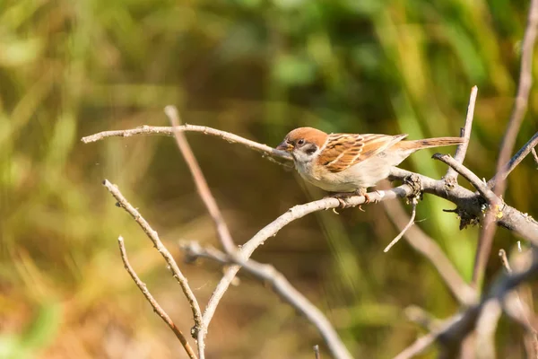 Eurasian Tree Sparrow or Passer montanus on twig. — Stock Photo, Image