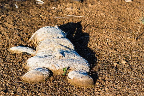 Viejos niños abandonados juguete en tierra cerca — Foto de Stock