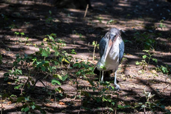 Large wading bird Marabou stork on ground — Stock Photo, Image