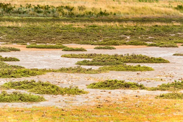 Sol salin avec herbe — Photo