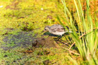Çocuk Beyaz Kuyruksallayan veya Motacilla alba