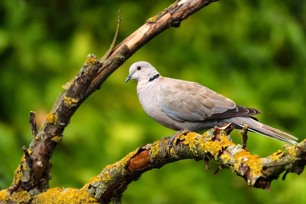 Collared dove or Streptopelia decaocto on branch — Stock Photo, Image