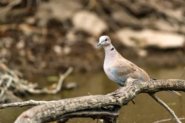 Collared dove or Streptopelia decaocto on branch — Stock Photo, Image