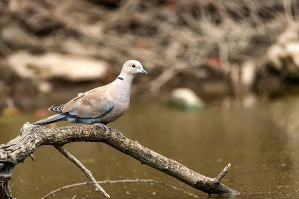 Collared dove or Streptopelia decaocto on branch — Stock Photo, Image