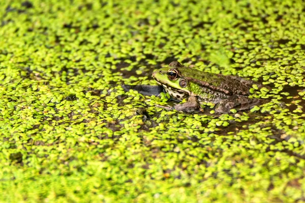 Frog sits in dirty water close — Stock Photo, Image