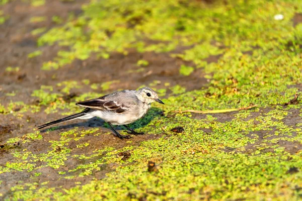 Juvenile white wagtail or Motacilla alba — Stock Photo, Image