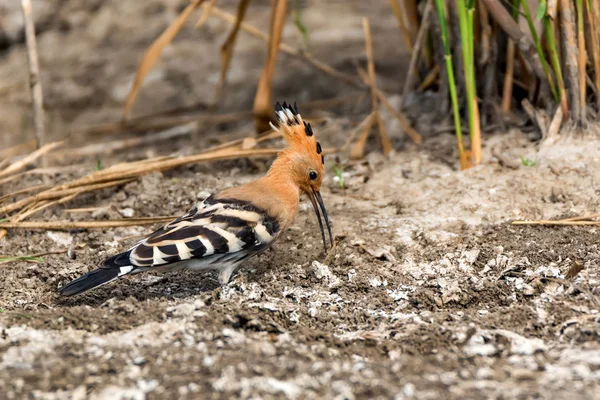 Common hoopoe or Upupa epops in steppe close — Stock Photo, Image