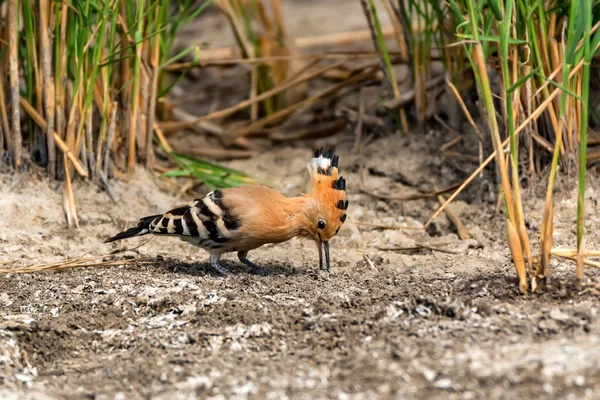 Gewöhnlicher Wiedehopf oder Upupa Epops in Steppennähe — Stockfoto