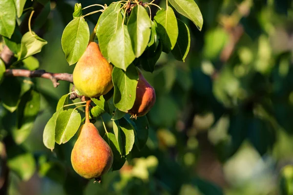Tak van de perenboom met fruit sluiten — Stockfoto