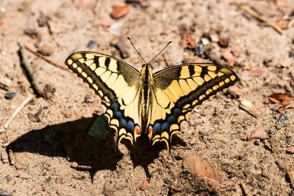 Swallowtail Kelebek veya Papilio machaon yakın — Stok fotoğraf