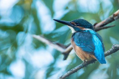 Kingfisher ya da Alcedo bu daldaki tünekte