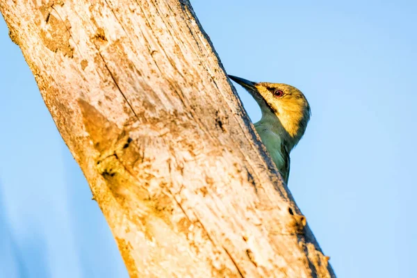 Pájaro carpintero de cabeza gris en tronco de árbol cerrar —  Fotos de Stock