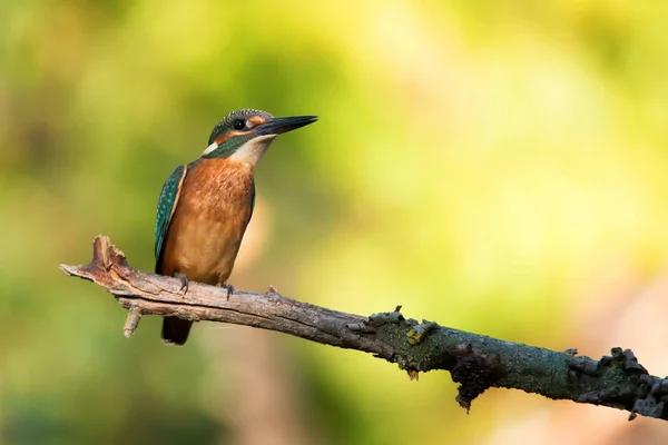 Kingfisher ou Alcedo à cette perche sur la branche — Photo