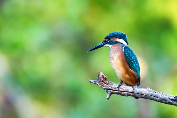 Kingfisher o Alcedo en estas perchas en la rama — Foto de Stock