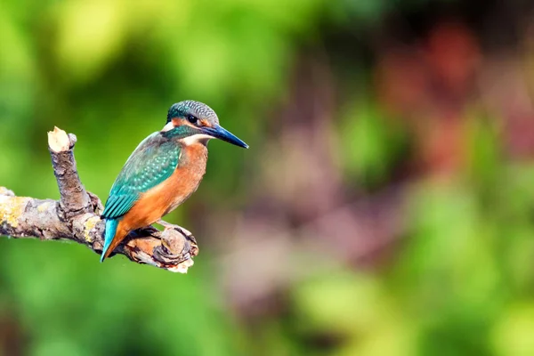 Kingfisher o Alcedo en estas perchas en la rama — Foto de Stock