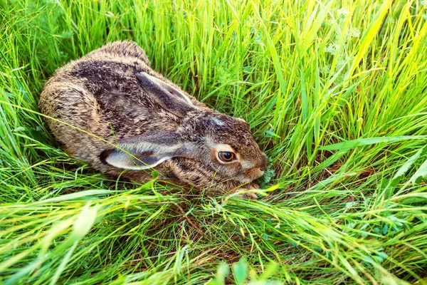 Lebre europeia ou Lepus europaeus senta-se em um prado — Fotografia de Stock