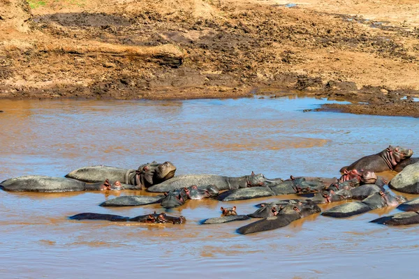 Close hippo or Hippopotamus amphibius in water — Stock Photo, Image