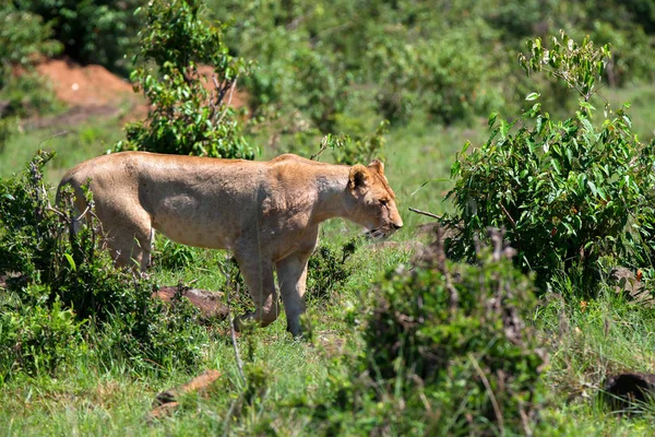 Dişi aslan veya Panthera leo yakın ovada yürüyor — Stok fotoğraf