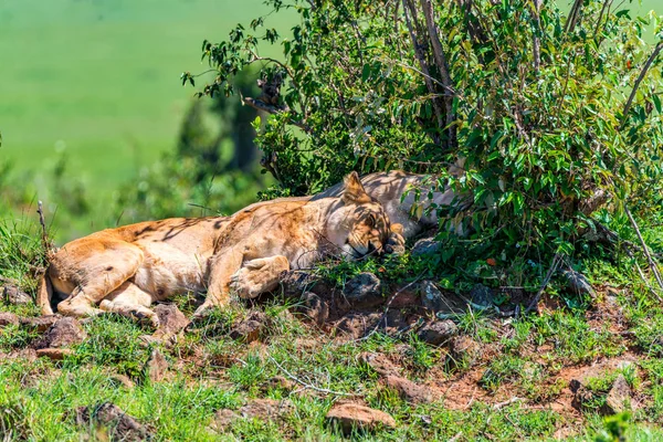 Leona o Panthera leo descansa en sabana cerca — Foto de Stock