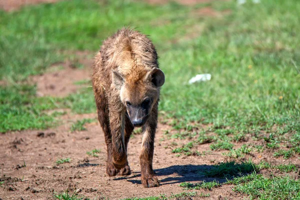 Hiena manchada o crocuta camina en sabana — Foto de Stock