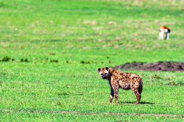 Jovem hiena manchada ou crocuta em savana — Fotografia de Stock