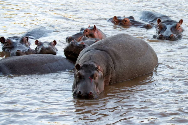 Zraněný hroch nebo Hippopotamus amphibius ve vodě — Stock fotografie