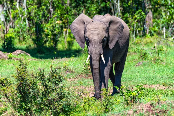 Elefante africano o ciclotis Loxodonta en la naturaleza — Foto de Stock